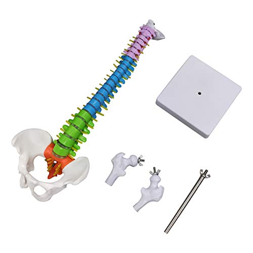 Human Spine Model, 15.5