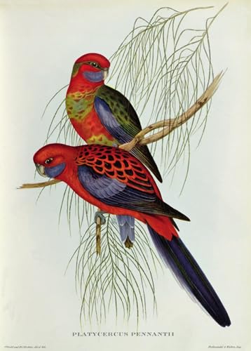Peinture murale oiseau Platycercus par John Gould toile salon 60x90cm