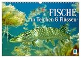 Fische in Teichen und Flüssen (Wandkalender 2026 DIN A3 quer), CALVENDO Monatskalender: Großartige Unterwasseraufnahmen von Fischen in unseren Gewässern (CALVENDO Tiere)