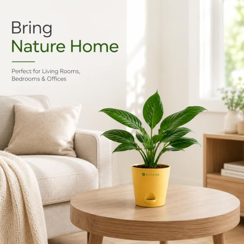 Image of Lily Plant Live Indoor | Peace Lily Air Purifying Plant | Live Indoor House Plant for Home, Office & Bedroom | Easy Care Decorative Green Plant in Nursery Pot | Natural Home Decor Gift