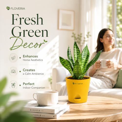 Image of Snake Plant Live Indoor with Pot | Air Purifying Indoor Plant | Low Maintenance House Plant for Home, Office & Bedroom | Sansevieria Live Plant for Home Decor & Gifting
