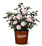 October Magic Dawn Camellia (2.5 Quart) Flowering Evergreen Shrub with Pink and White Blooms - Full Sun to Part Shade Live Outdoor Plant - Southern Living Plants