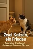 Zwei Katzen, ein Frieden: Raumplan, Rituale und stressarme Zusammenführung