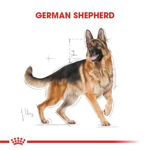  CANIN ジャーマンシェパード 11kg Amazon.co.jp: ロイヤルカナン ジャーマンシェパード 成犬・高齢犬用