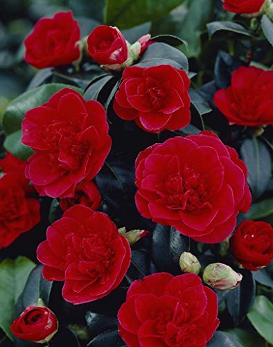 1 x Red Camellia Japonica 'Lady Campbell' - Evergreen Shrub - Deep Red Colour