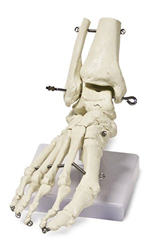 Walter Products B10211 Human Foot Skeleton Model on Base, Life Size, Articulated, 9
