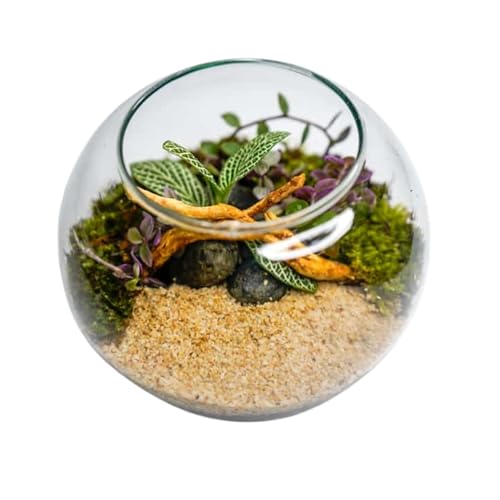 GreenGrapesStudio Terrarium Kit with Live Moss & Plants | Glass C...