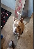 pitbull terrier ukc  Pittbull journal