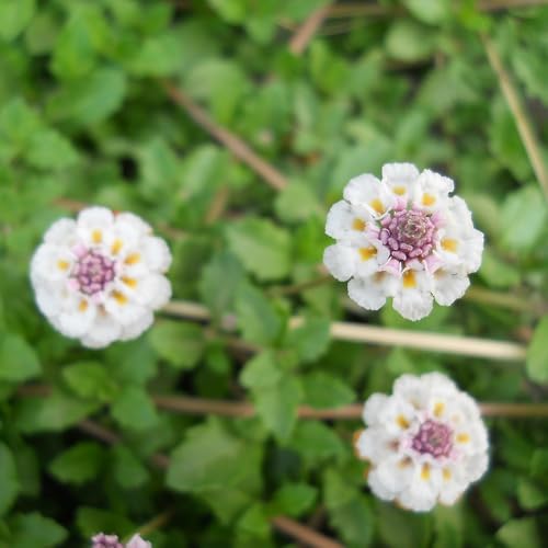 Semillas de Phyla nodiflora, de exterior Semillas la verbena alfombra, resistentes al aire libre silvestres jardín 120pcs