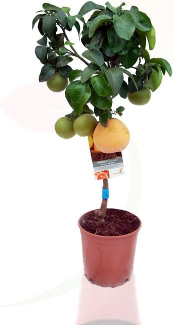 Pomelo Natural Citrus Paradisi Árbol Frutal para tu Jardín