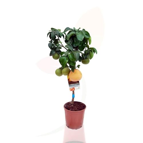 Pomelo Natural Citrus Paradisi Árbol Frutal para tu Jardín