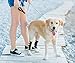 NeoAlly® - Rear Leg Hock Brace, Dog Leg Brace for Rear Leg, Hock & Ankle Support for Large Dogs, Dog Brace for Torn Acl and Ccl, Long Version, Small, 1 Pair