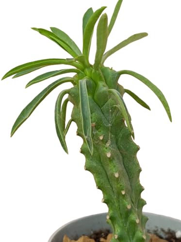 Euphorbia loricata pianta grassa succulenta solitaria eretta - vaso Ø 6 cm