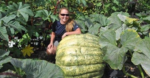 Arlo Vegetable Seeds (HYbrid) - 50 Kg Yields Big Giant Pumpkin Seeds - 10 Seeds (B07G5CBMH1) Amazon Price History, Amazon Price Tracker