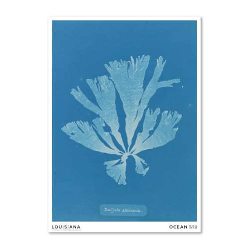 �f���}�[�N ���C�W�A�i�ߑ���p�� �|�X�^�[ Anna Atkins ? Dictyota atomariasum A2 42×59.4cm