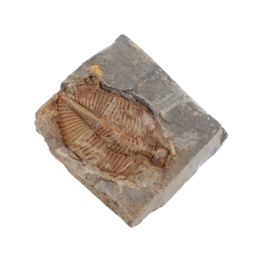 OUNONA Trilobite Specimen Sculpture Decor Marine Real Trilobite Decorative Trilobite Artificial Trilobite Model Trilobite Skeleton Statue Trilobite Figurine Education Adornment