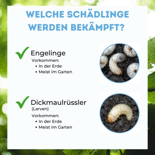 Futeco® – HB-Nematoden gegen Dickmaulrüssler & Engerlinge – für 100m² Fläche – zum einfachen gießen – 100% Biologisch, Chemiefrei & Natürlich – Made in Germany 2
