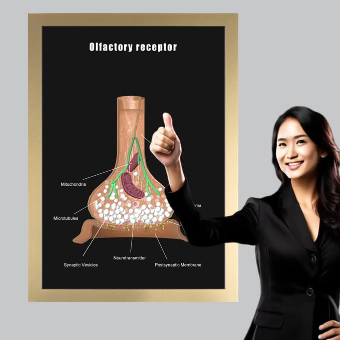 Image of Taanfu Body Educational Learning Anatomy Posters ，Olfactory Receptor Art Olfactory Villi Anatomy Art Poster Digestive System Organs Illustration Small Intestine Physiology Anatomy Wall Art Villi