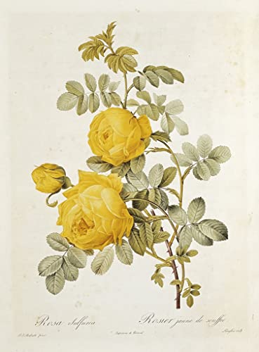 Affiches et gravures Rosa Sulfurea décoration salon grand format tableau moderne 60x90cm