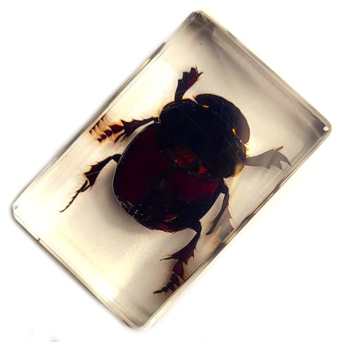 Image of 44mm Real Dung Beetle in Crystal Clear Lucite Resin Specimen Preserved Insect Taxidermy Crafts Collection for Biology Science Education & Desk Ornament Display Supplies Small Paperweight
