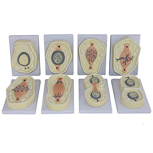 K99 Mitosis Model Biological Cell Division Stage Cell Structure Anatomical Model for Classroom Biological Genetics Demonstration Tools, 8 Parts