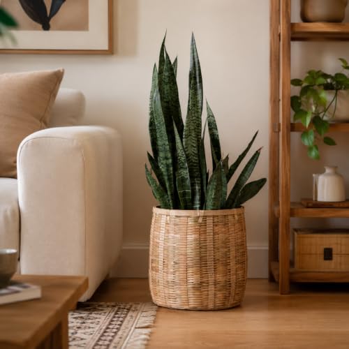Image of Bamboo Basket - Versatile Indoor & Outdoor Use for Balcony, Terrace, Garden, Bedroom, Living Room, Cane planters for Indoor Plants, Christmas Tree Collar (Large)