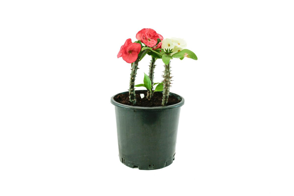 Spring Rose Souq Flowers Plants Euphorbia 28X22X20 Cm Multicolour