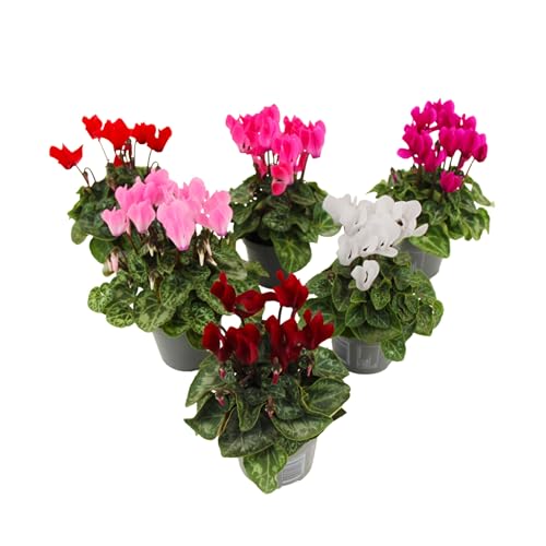 Plant in a Box - Cyclamen de Perse - Mélange de 6 - Cyclamen Persicum - Hauteur 10-20cm - Pot 9cm - Plante fleurie pour l’automne et l’hiver - Facile d’entretien et décorative