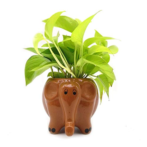 Mphmi Seedless Plant Indoor Plants Money Plant in Coffee Elephant Ceramic Pot (B0CWF6PLHD) Amazon Price History, Amazon Price Tracker