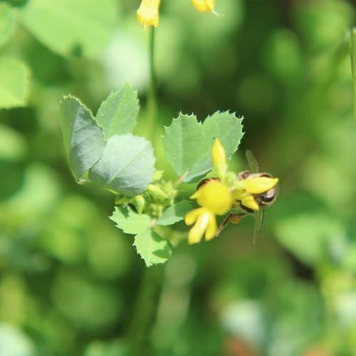 fenogreco orgánico cultivo de de jardín semillas fenogreco jardín, oficina resistentes en macetas al aire libre interior purificadoras aire interior 60semillas