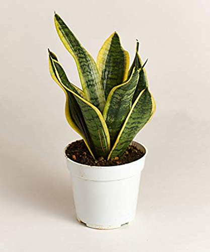 Sansevieria Superba air purifier-image-23