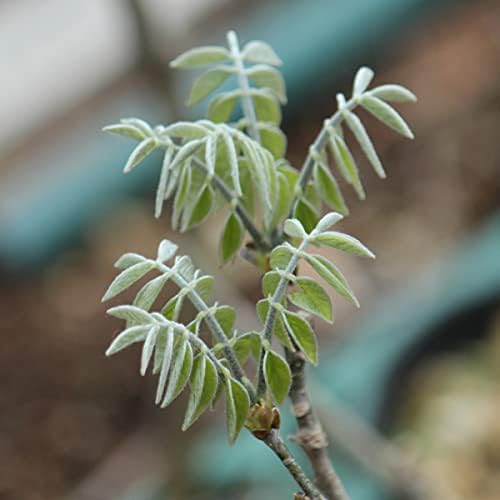 紫桜館山の花屋 イヌエンジュ 驚きの値段 10 5cmポット苗 樹高30 50cm程に剪定済み 犬槐 苗木 樹木苗 紫桜館山の花屋 イヌエンジュ 驚きの値段 10 5cmポット苗 樹高30 50cm程に剪定済み 犬槐 苗木 樹木苗