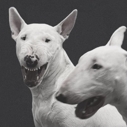  A Terrier\'s Teeth