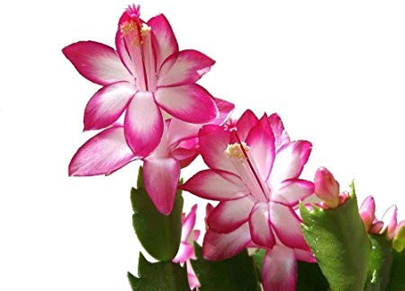 OrchidWala Flower Zygocactus Schlumberger Live Plant, Small, Pink, 1 Piece
