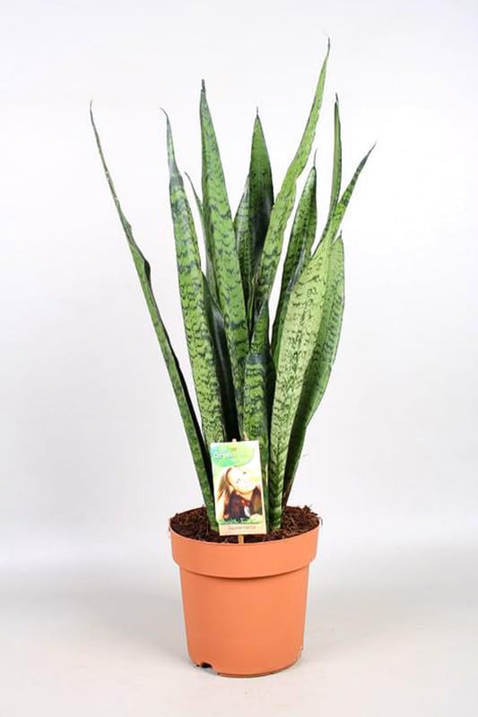 Snake plant indoor live plant large | Good Luck Snake Plant | Snake plant indoor live plant | Pack of 1 with pot | Office Desk Balcony | indoor plants for living room | Indoor plant-image-28
