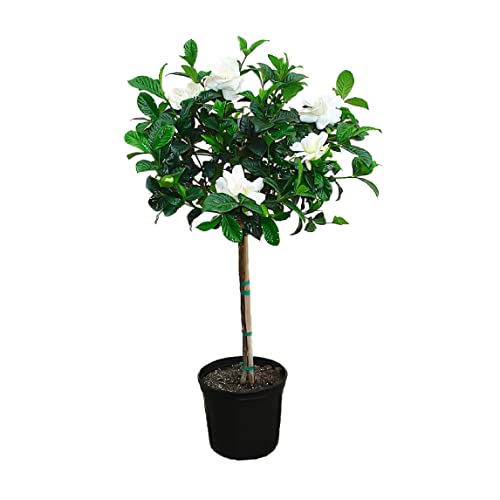 American Plant Exchange Live Miami Supreme Gardenia Tree With Fragrant White Flowers, Topiary Plant Pot For Home And Garden Decor, 8" Pot #TOP10