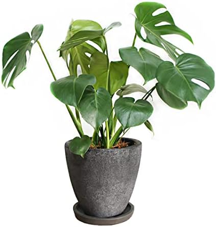 Amazon モンステラ 観葉植物 ブラック エッグプランター植え インテリア 中型 ファイバーセメント鉢植え 観葉植物 オンライン通販