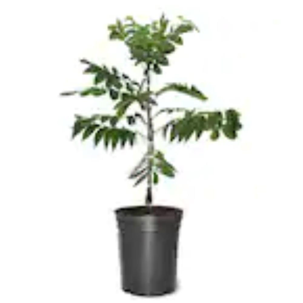 Generic Pecan Tree Oconee 5 gal