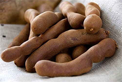image for Whole Tamarind Pods, 1LB (16oz) - All-Natural Sweet and Sour Flavor Pe