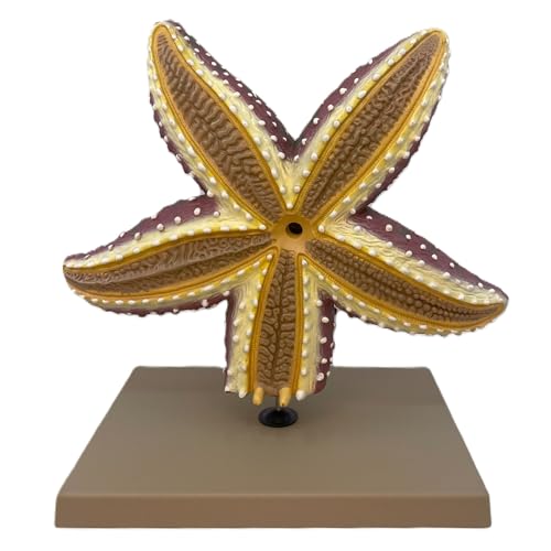 Image of Eisco Labs - Starfish Anatomy Model - Handcrafted, 4X Life-Size Invertebrate Educational Tool, Marine Biology, Teaching, Lab Display