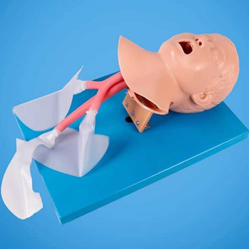 Buy WLKQ Oral Nasal Intubation Manikin, Manikins Trainer, Training