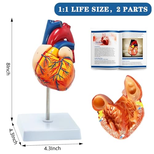 Image of Human Anatomy Body Model Kit, Sets of 4 Human Heart Brain Torso and Skeleton Models Removable Parts with Anatomical Guide Booklet 3D Model Study for Kids Medical Student Educational Demonstration
