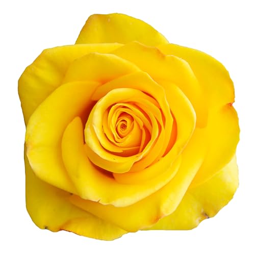 Floribunda Rose Plants, 'Arthur Bell', 1 x Full Plant in a 5 Litre Pot, Roses, Garden Ready and Ready to Plant, Premium Quality Roses