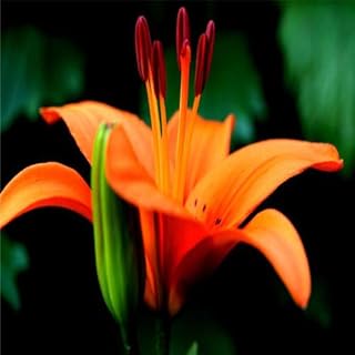 100 Different Varieties of Cheap Perfume Lily Seeds Flower Seeds