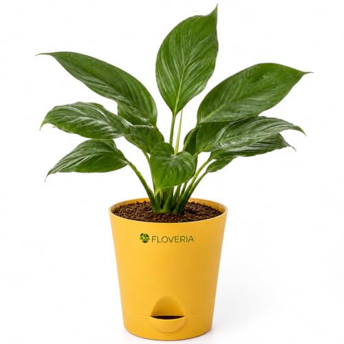 Image of Lily Plant Live Indoor | Peace Lily Air Purifying Plant | Live Indoor House Plant for Home, Office & Bedroom | Easy Care Decorative Green Plant in Nursery Pot | Natural Home Decor Gift