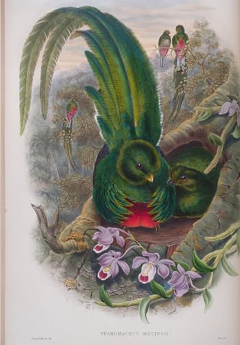 Cuadro pared vintage de un quetzal por John Gould, lámina clásica de 60x90cm para salón