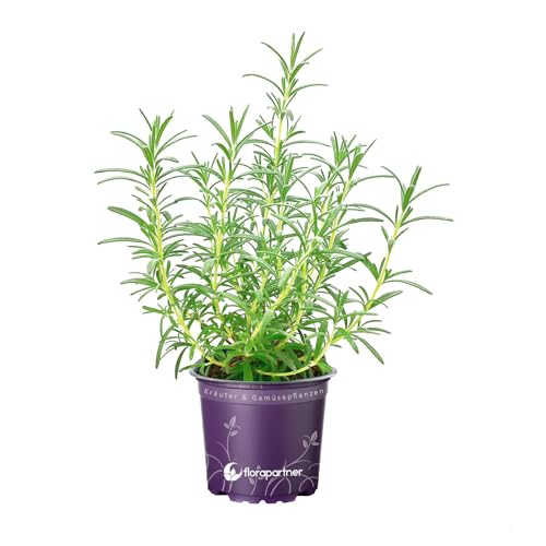 Rosmarin Pflanze Blue-Winter – Winterhart & Aromatisch | florapartner – Frische Kräuter für das ganze Jahr!