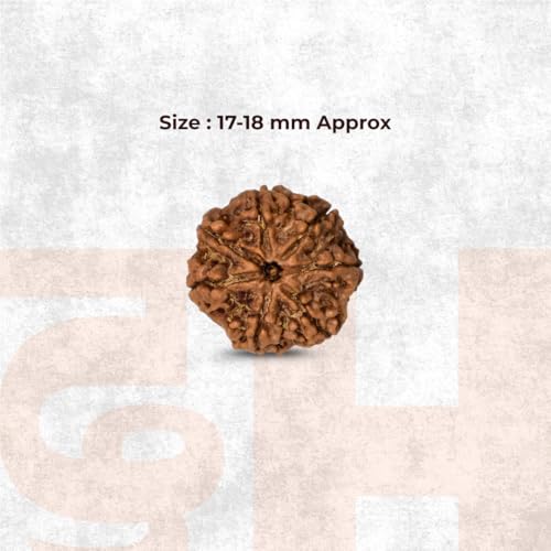 Image of Divine Hindu Original 7 Mukhi (Seven Face) Indonesia Rudraksha | Saat Mukhi Rudraksh Bead for Meditation, Protection & Spiritual Growth | Natural Rudraksha for Men & Women | Prayer Bead for Success