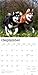 Alaskan Malamutes | 2026 12 x 24 Inch (Hanging) Monthly Square Wall Calendar | Plastic-Free | BrownTrout | Animals Dog Breeds