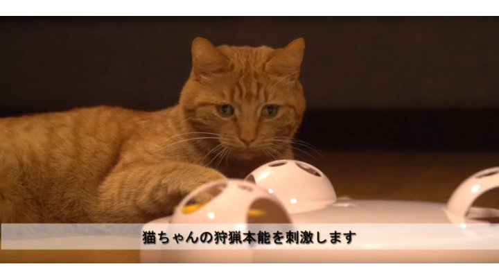 Amazon | PetSafe（ペットセーフ）猫用おもちゃ フローリーキャット